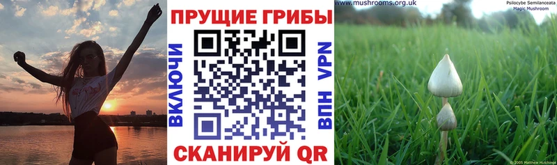 Псилоцибиновые грибы мухоморы  Купить где  Новая Усмань 